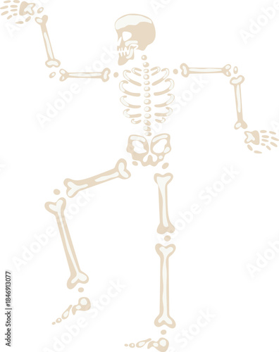 Skeleton dancing cheerful halloween celebration and medical concept