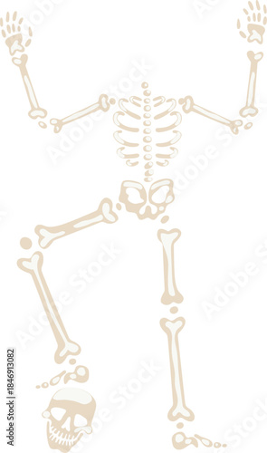 Human skeleton with bones falling apart on a white background