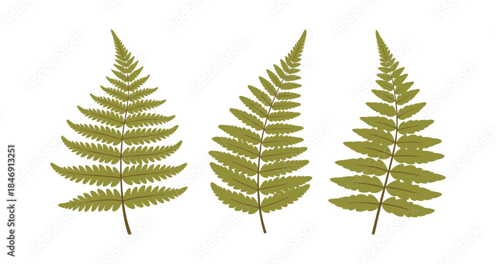 Obraz premium Three green fern fronds arranged in a row on a white background