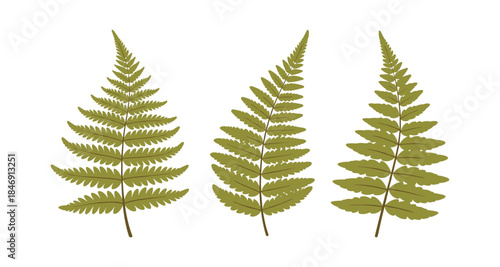 Three green fern fronds arranged in a row on a white background