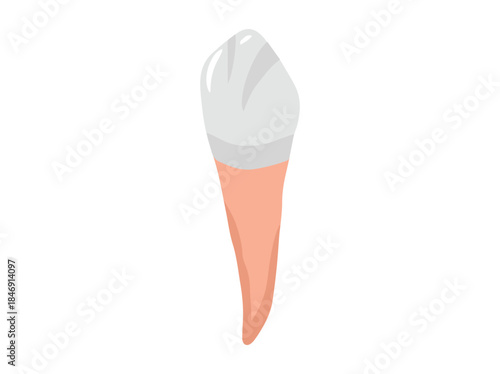 Human Tooth Labial Anatomy Illustration