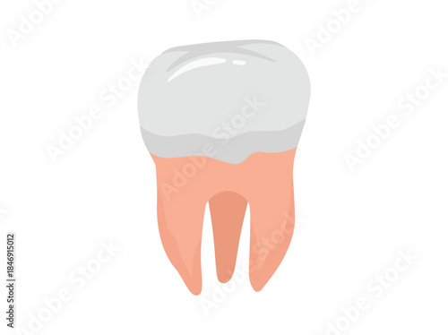 Human Tooth Molar Anatomy Illustration
