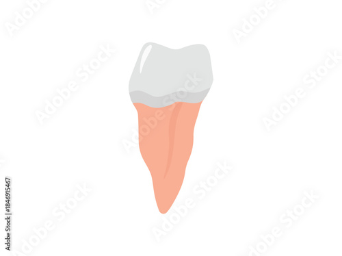 Human Tooth Mesial Anatomy Illustration