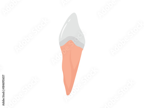Human Tooth Distal Anatomy Illustration