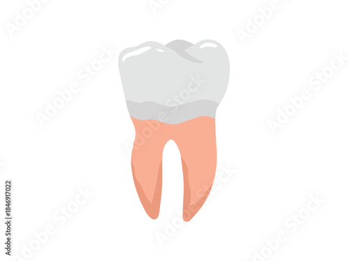 Human Tooth Buccal Anatomy Illustration