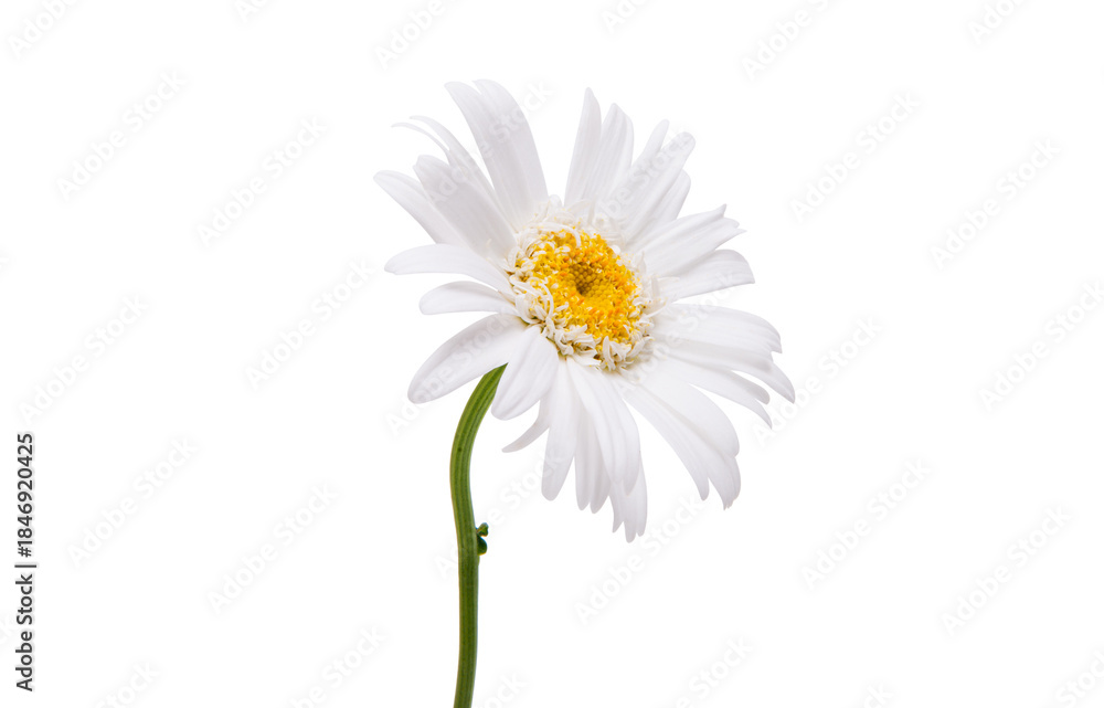 Fototapeta premium White chamomile isolated