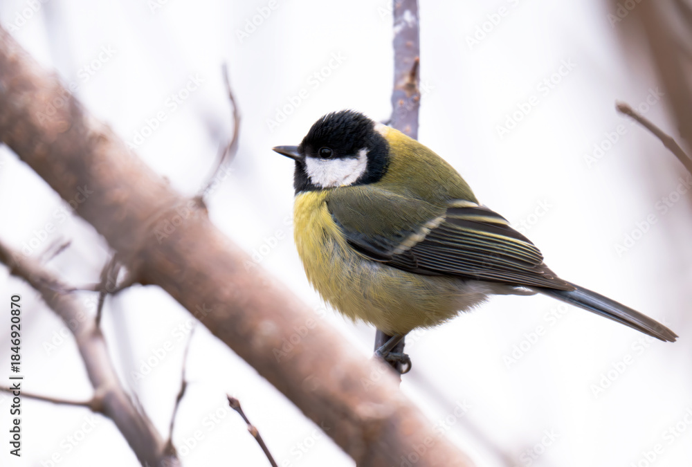 Fototapeta premium titmouse on a tree