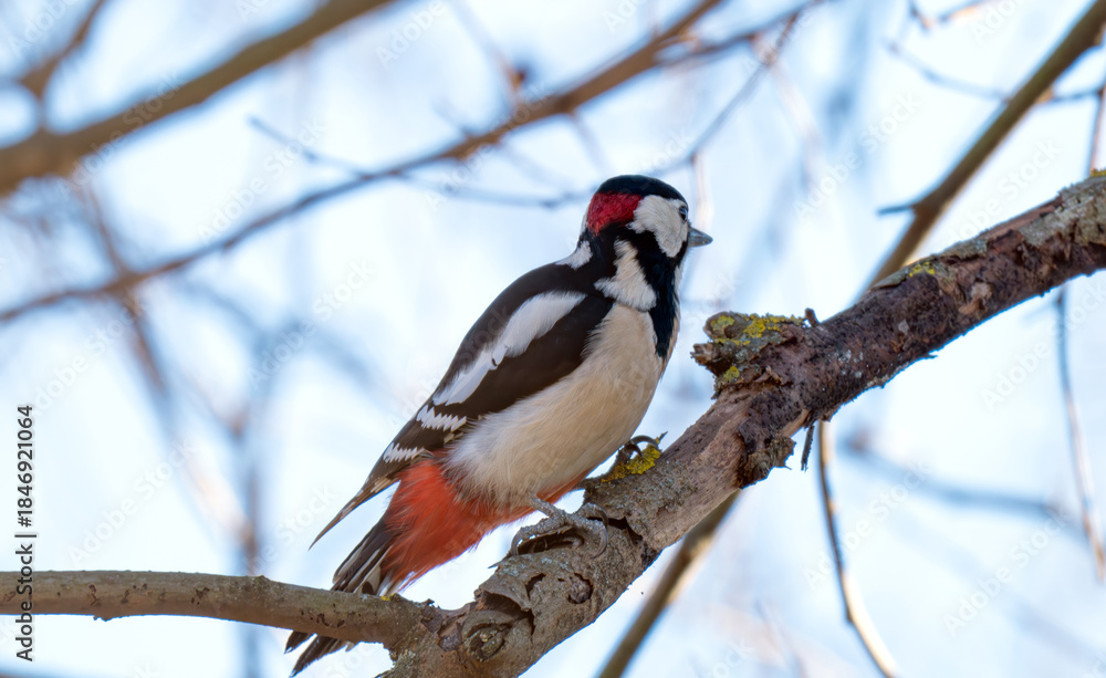 Fototapeta premium woodpecker on a tree