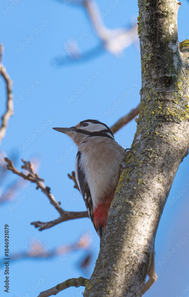Fototapeta premium woodpecker on a tree