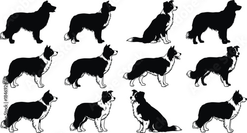 Set of Border Collie dog silhouettes showing standing, sitting, and walking poses isolated on white background for pet design