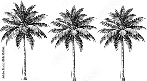 A Detailed Black and White Hand-Drawn Ink Sketch Vector of Three Tropical Palm Trees, Featuring Textured Trunks and Fronds, Ideal for Retro, Summer, and Beach Designs
