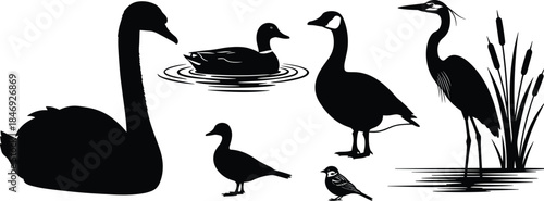Bird silhouettes collection, swan duck goose heron silhouettes, water birds, wildlife vector illustration, black bird icons set