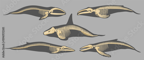 Whale skeletons displayed in vector format showcasing different species and positions for educational purposes and artistic exploration