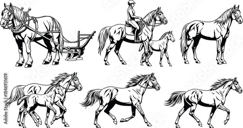 Horse silhouette set, riding, galloping, foal, mare, plow horse, black vector icons, animal motion, farm, equestrian, nature