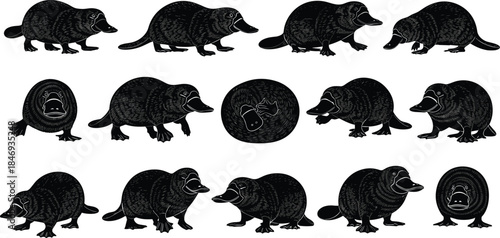platypus, silhouette, animal, walking, standing, curled, sitting, pose, black, white, icon, illustration, vector, design, symbol, nature, wildlife, texture, bill, fur