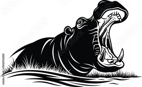 Black and white of hippopotamus roaring with mouth open black, white, hippopotamus, hippo, roaring, mouth open, animal, wildlife, monochrome, aggressive, angry, wild, grass, water, nature, safari, zoo