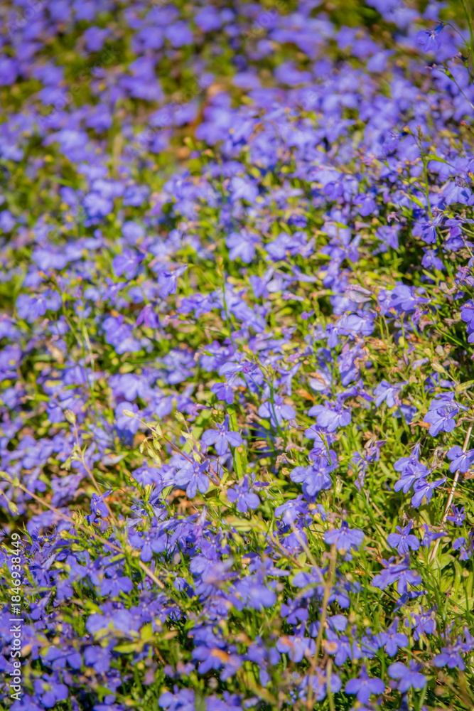 Obraz premium Endless blue blooms stretch across a sunlit field, inviting nature's beauty in springtime