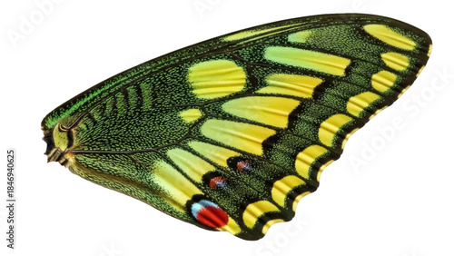 Photography Exotic green and yellow butterfly wing isolated PNG, vibrant insect pattern on t