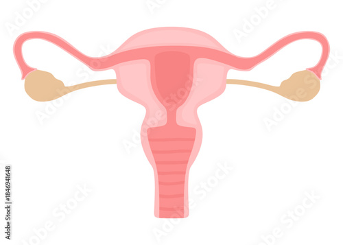 Female Reproductive System Anatomy Illustration 