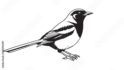 Illustrated magpie perched gracefully with bold black and white plumage.