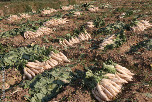 radish stock on farm for harvest