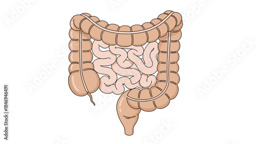 Illustration of the human large intestine and small intestine showing the digestive system's anatomy and structure.