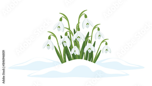 Delicate snowdrops bravely bloom through a fresh layer of winter snow, symbolizing hope and the early arrival of spring's gentle beauty.