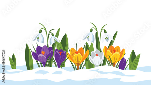Early spring flowers bloom through melting snow, showcasing crocuses and snowdrops in a vibrant display of seasonal renewal.