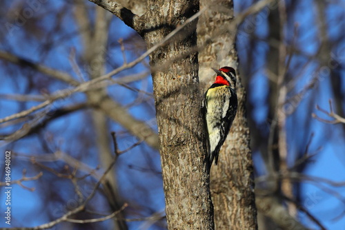 Yellowbellied sapsucker woodpecker cleaving to tree against blue blurry winter background. 