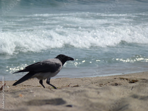 Crow Standing on Sandy Beach by the Sea