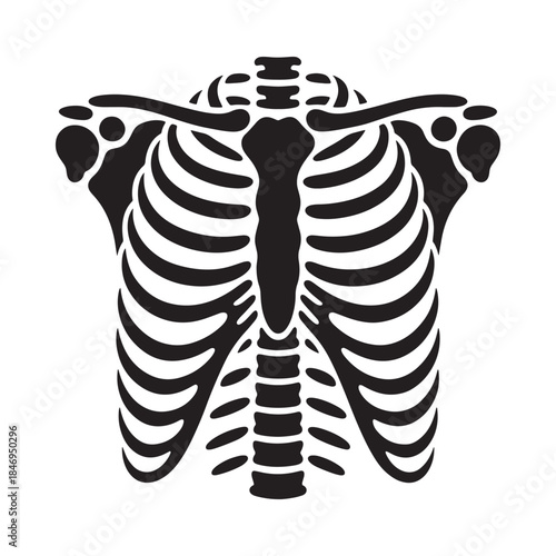 A detailed black and white illustration showcasing the human ribcage and spine