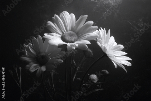 Black and White Daisy Flowers Fine Art Still Life Photography (PNG 8640×5760)