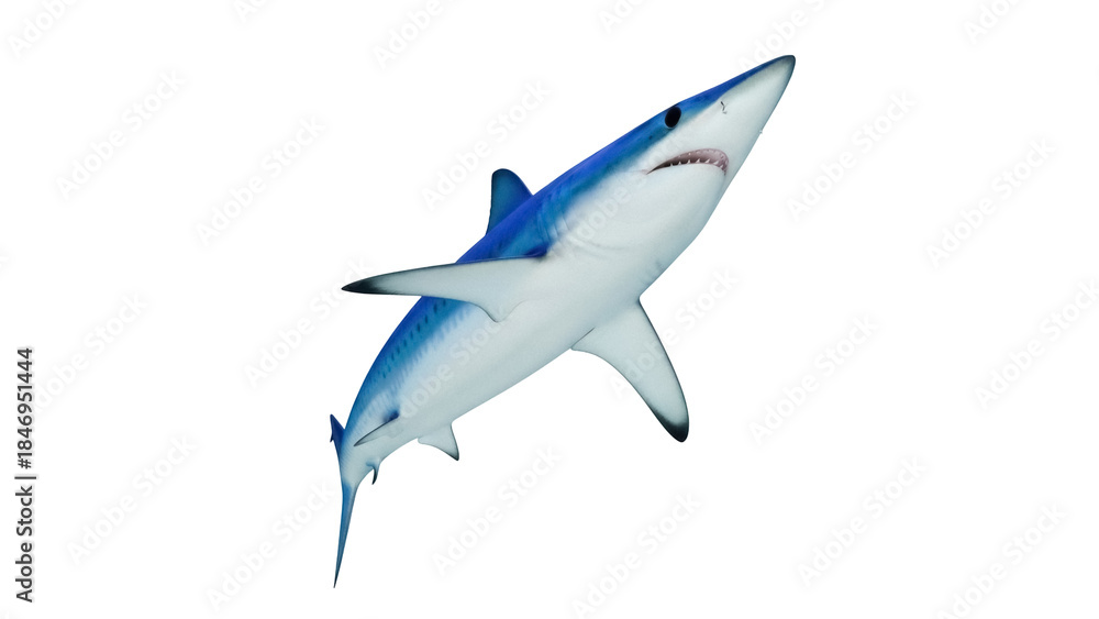 Fototapeta premium Blue shark PNG isolated on transparent background, marine predator with streamlined body and sharp teeth for wildlife and ocean themes