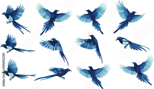 Blue magpie bird flying vector set, isolated wildlife animal collection, nature sky wings illustration, flat design cartoon characters, soaring poses bundle, cad drawing flat vector illustration