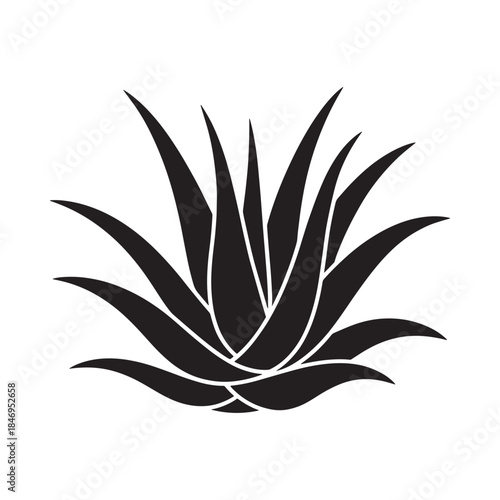 A striking black and white silhouette of an aloe vera plant