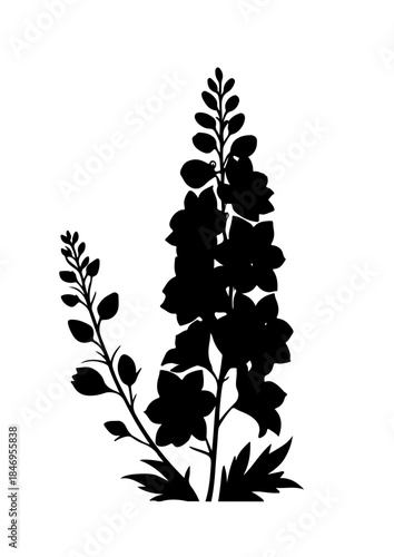 Black Silhouette of Delphinium Flower Spikes with Foliage