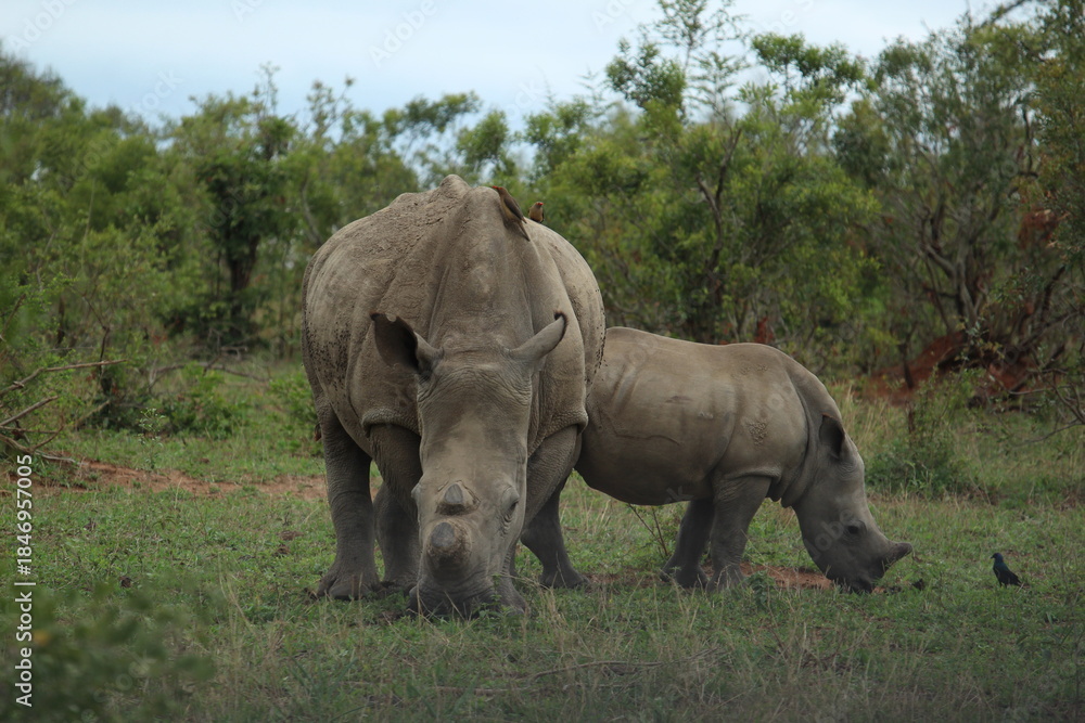 Fototapeta premium White Rhino (Ceratotherium Simum)