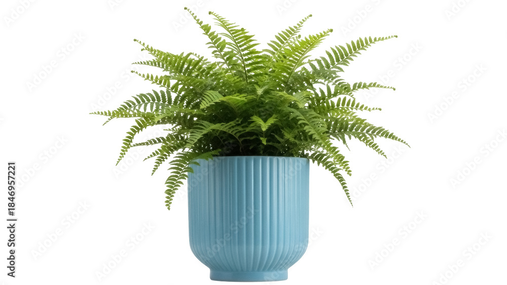 Naklejka premium Boston fern in blue pot isolated PNG, vibrant green houseplant on transparent background for interior decor and design projects