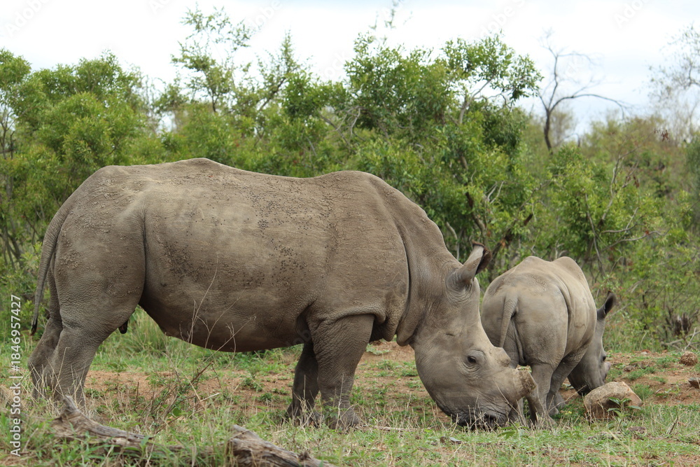 Fototapeta premium White Rhino (Ceratotherium Simum)