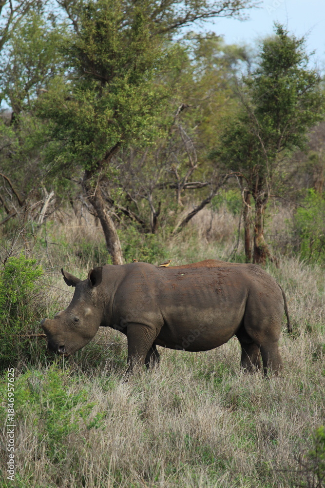 Naklejka premium White Rhino (Ceratotherium Simum)