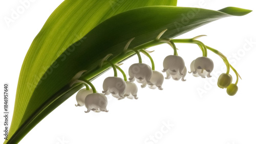 Lily of the valley isolated PNG on transparent background, delicate white flowers with green leaves for spring design