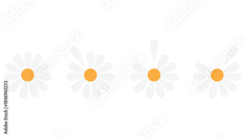 Simple white daisies with yellow centers in a row