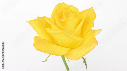 Yellow Rose Blooming on White Background Time-Lapse