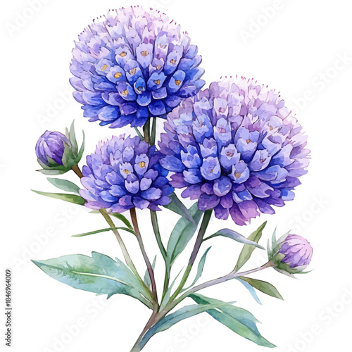 Pincushion Flower, vector watercolor clipart with soft pastel strokes, isolated on a white background.