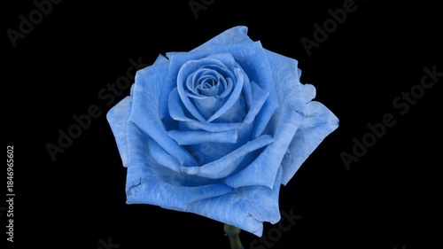Blue Rose Blooming in Time Lapse on a Black Background. Tender Flower Moving Petals Close Up While Blossoming. Tender Spring Flower