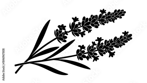Black & White Lavender Sprig, Flat Design, High Contrast