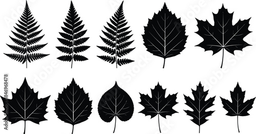 Black botanical leaf silhouette collection, fern and tree leaves set, minimalist nature illustration, floral design elements isolated on white background