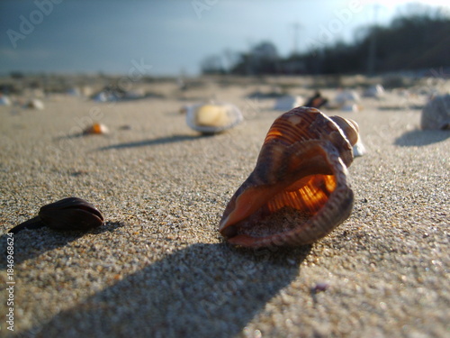 Seashell on Sandy Beach in Natural Light