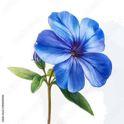 Tableau sur toile Periwinkle Flower, clipart watercolor vector with gentle, isolated on a white background