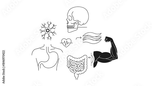 Human body systems and organs represented by line art icons including a skull muscles heart nerves stomach and intestines illustrating interconnected biological functions